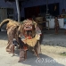 people_balinese_ubud_h_0184_bal1000.jpg